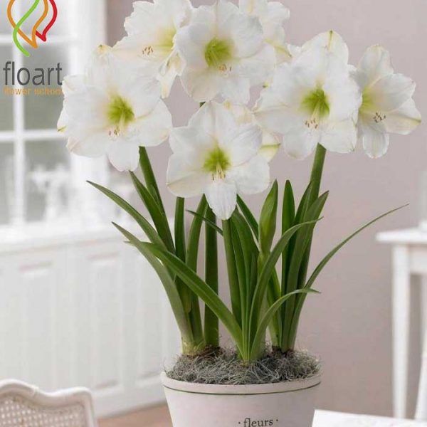 گل نرگس آماریلیس سفید