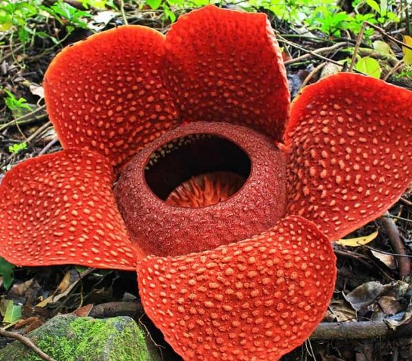 Rafflesia-arnoldii-Corpse-Flower4-1024x768
