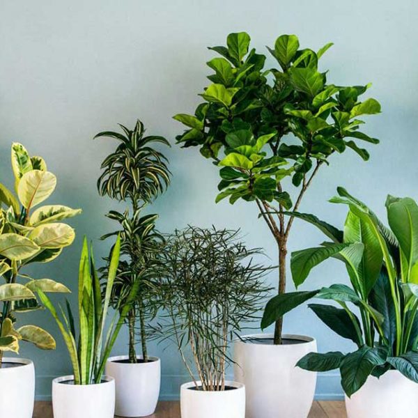 آشنایی-با-گیاهان-مناسب-آپارتمان